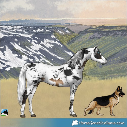 Horse Color:Gray Brown Harlequin Merle Tobiano 