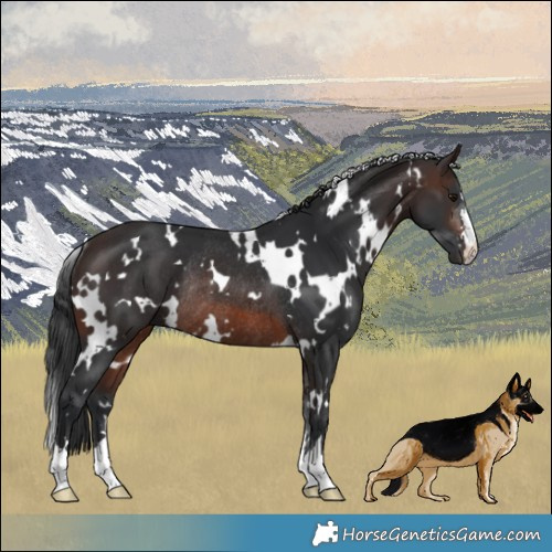Horse Color:White Spotted Brown Rabicano 