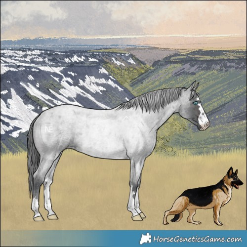 Horse Color:Brown Roan Merle Rabicano