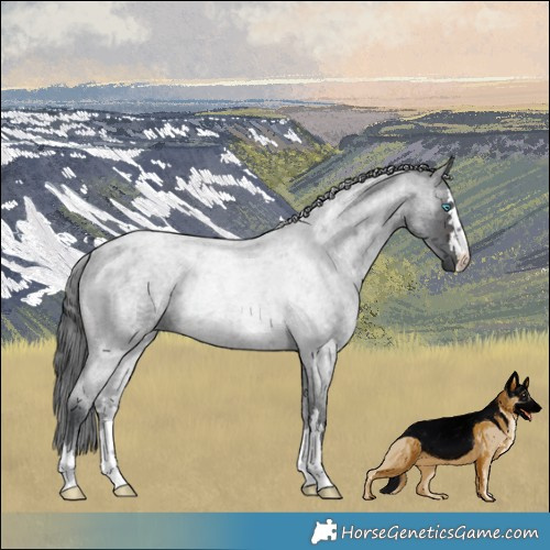 Horse Color:Brown Roan Merle Rabicano 
