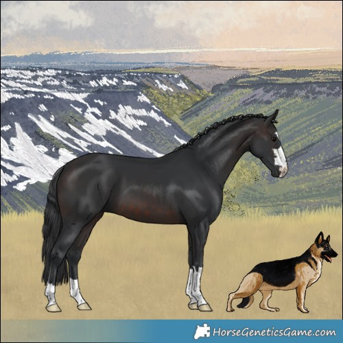 Horse Color:Brown 