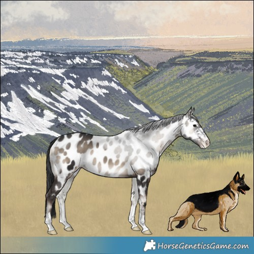 Horse Color:Blue Onyx Near Leopard Rabicano