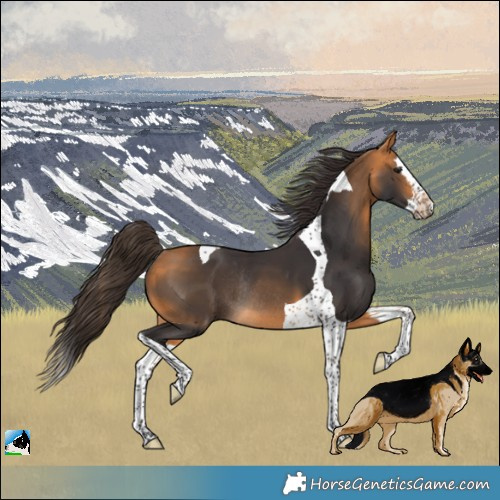 Horse Color:Buckskin Splash Tobiano Rabicano
