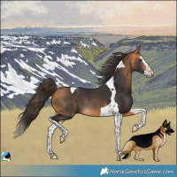 Horse Color:Buckskin Splash Tobiano Rabicano 