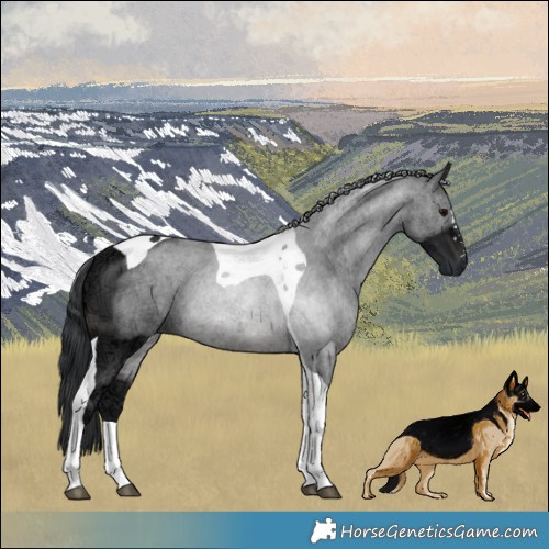 Horse Color:Brown Ice Tobiano 