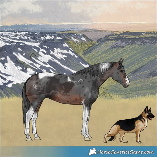 Horse Color:Brown Merle Tobiano