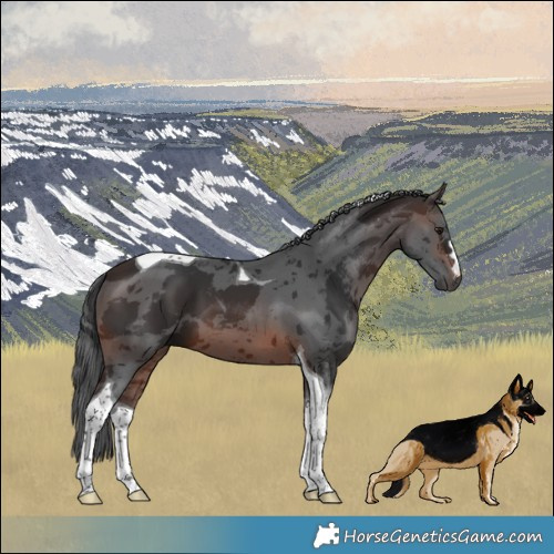 Horse Color:Brown Merle Tobiano 