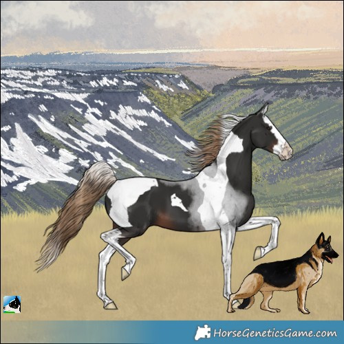 Horse Color:White Spotted Liver Chestnut Splash Tobiano