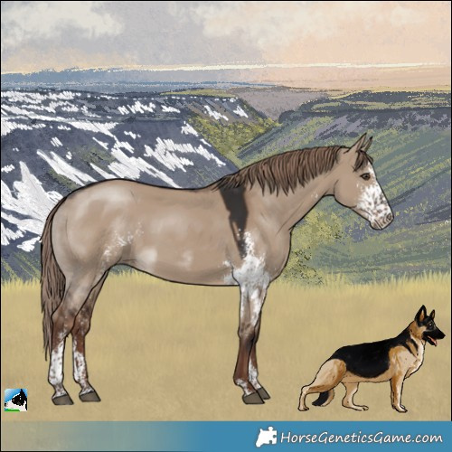 Horse Color:Liver Red Dun Sabino 