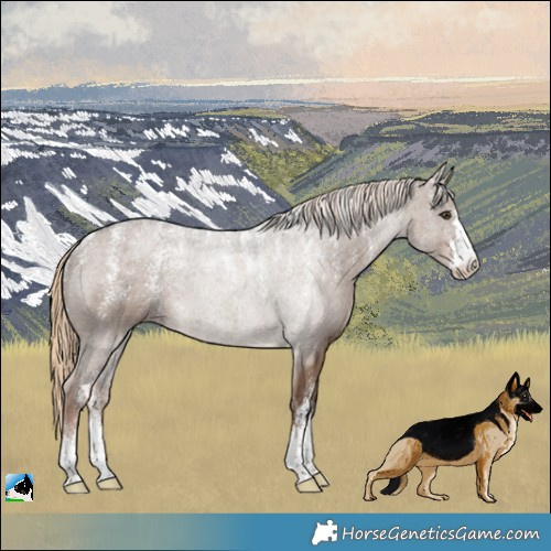 Horse Color:Powder White Liver Red Dun 