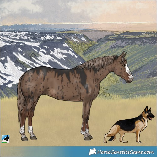 Horse Color:Liver Red Dun Brindle 