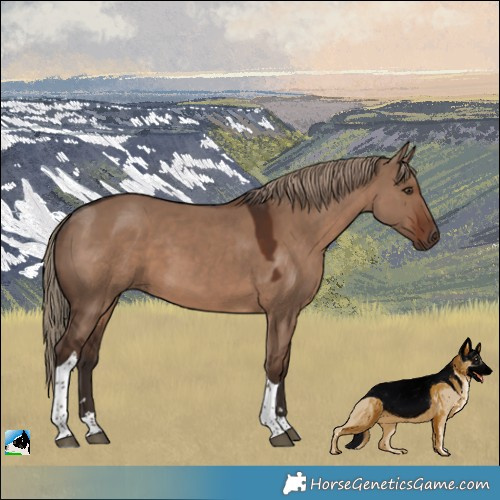 Horse Color:Liver Red Dun Tobiano