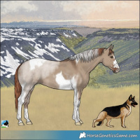 Horse Color:Liver Red Dun Tobiano 