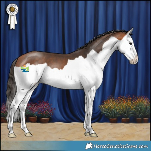 Horse Color:Bay Splash 