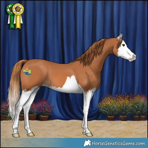 Horse Color:Chestnut Splash 