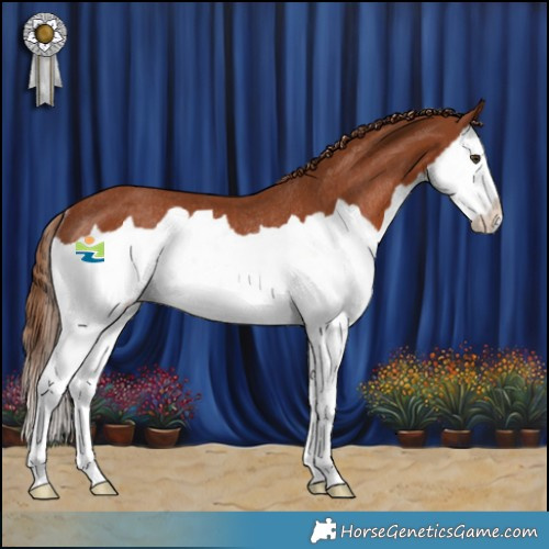 Horse Color:Chestnut Splash Rabicano 
