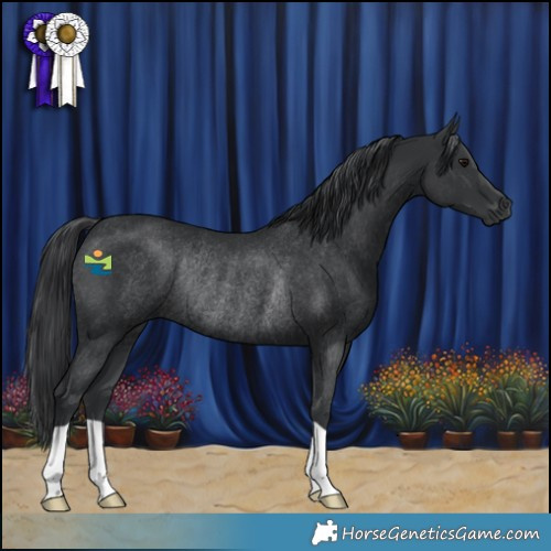 Horse Color:Black Rabicano 