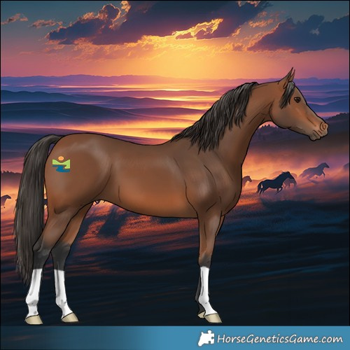 Horse Color:Bay 