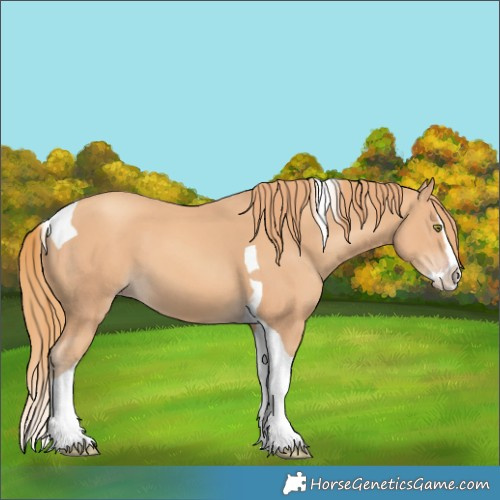 Horse Color:Gold Champagne Splash Tobiano 