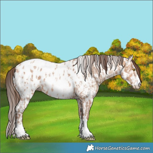 Horse Color:Amber Champagne Sabino Tobiano Appaloosa and Amber Champagne Sabino Tobiano Appaloosa