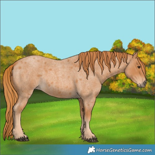 Horse Color:Red Roan 