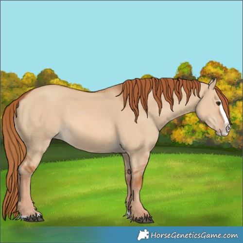 Horse Color:Red Dun Splash 
