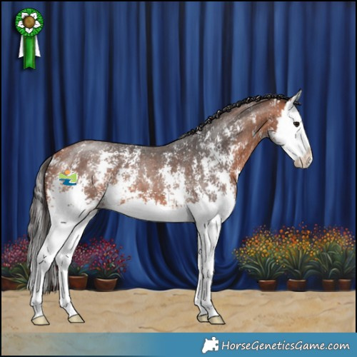 Horse Color:Bay Sabino Splash 