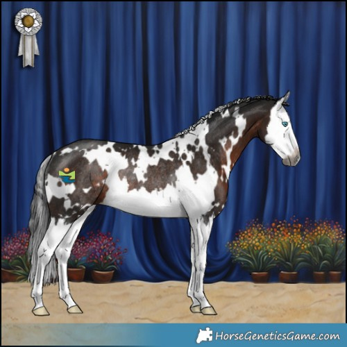 Horse Color:Gray White Spotted Brown Splash Rabicano 