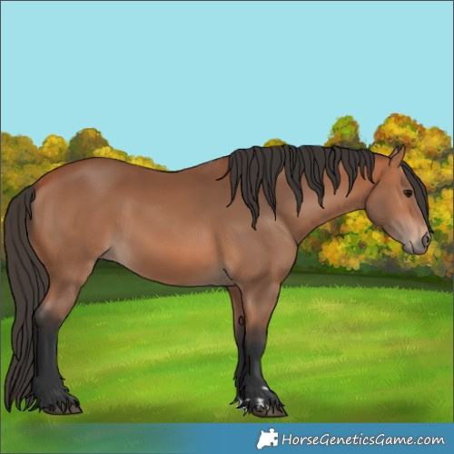Horse Color:Bay 