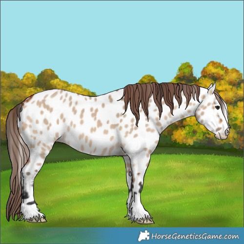 Horse Color:Bay Dun Appaloosa 