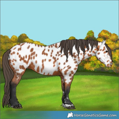 Horse Color:Bay Appaloosa 