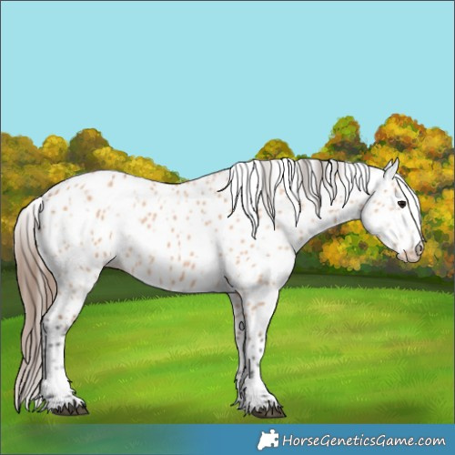 Horse Color:Bay Dun Appaloosa 