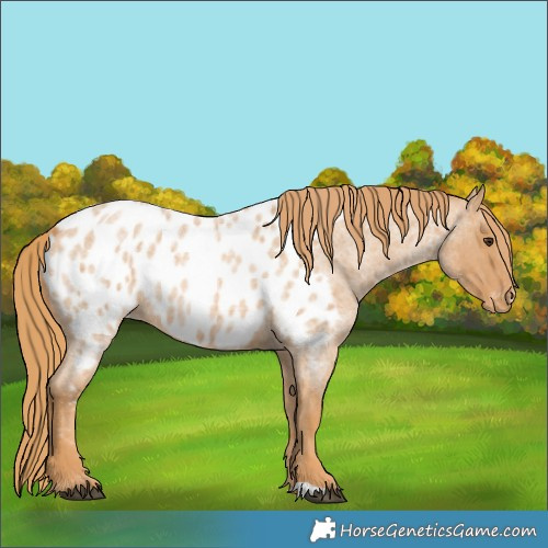 Horse Color:Red Roan Appaloosa 