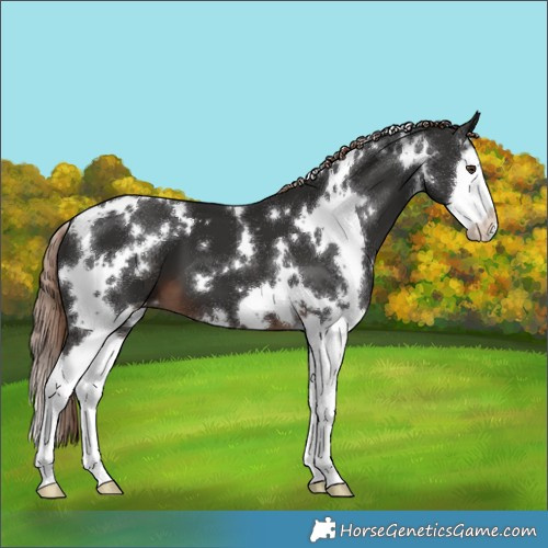 Horse Color:White Spotted Liver Chestnut Splash 