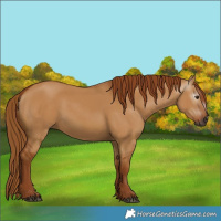 Horse Color:Gray Red Dun 