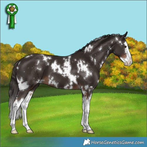 Horse Color:White Spotted Liver Chestnut Splash 