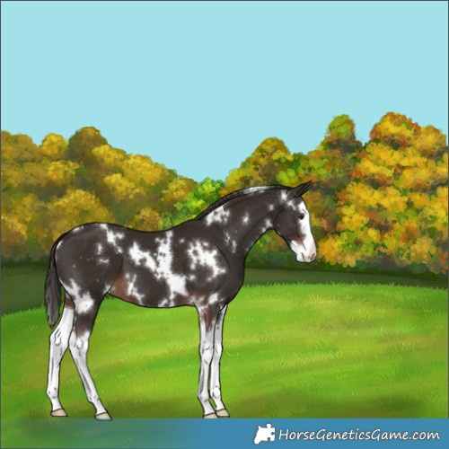 Horse Color:White Spotted Liver Chestnut Splash 