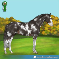 Horse Color:White Spotted Liver Chestnut Splash