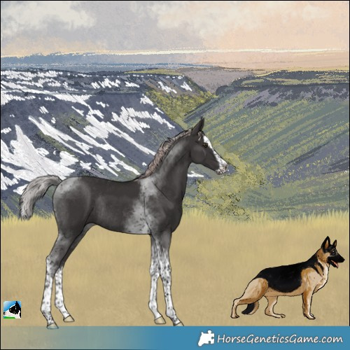 Horse Color:Platinum Liver Chestnut Splash Tobiano Rabicano 