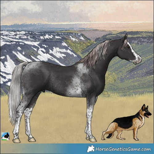 Horse Color:Platinum Liver Chestnut Splash Tobiano Rabicano 
