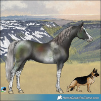 Horse Color:Platinum Liver Chestnut Splash Tobiano Rabicano 