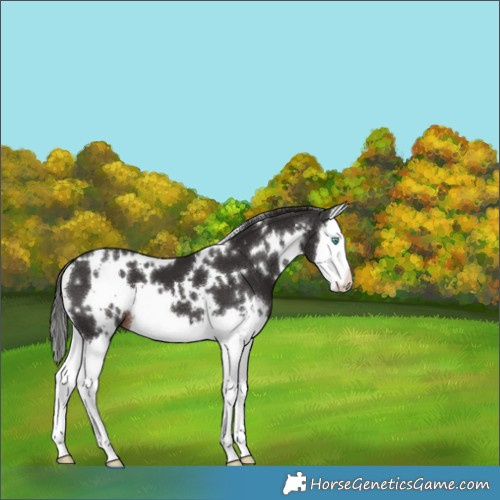 Horse Color:White Spotted Liver Chestnut Splash 