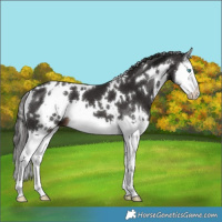 Horse Color:White Spotted Liver Chestnut Splash