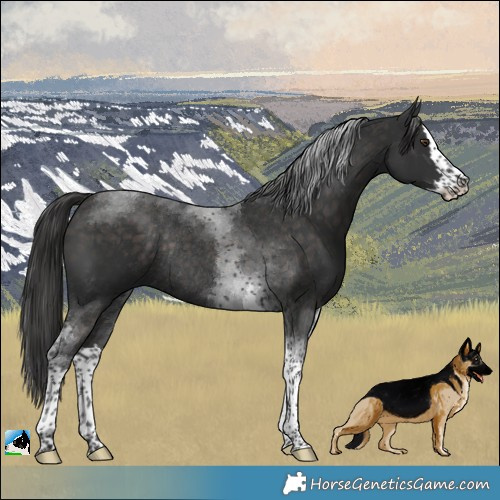 Horse Color:Platinum Liver Chestnut Splash Tobiano Rabicano
