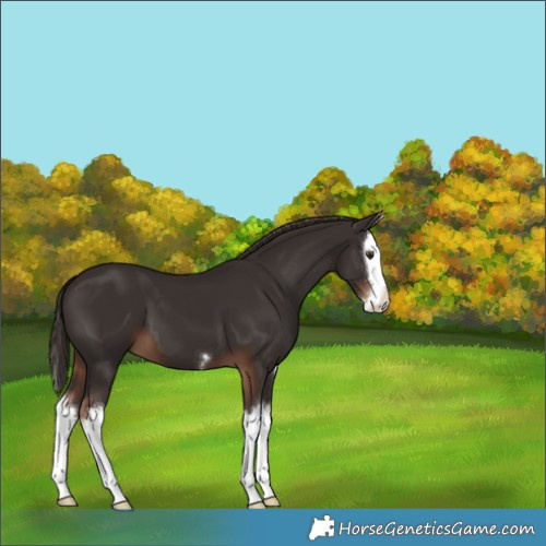 Horse Color:Liver Chestnut Splash