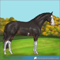 Horse Color:Liver Chestnut Splash