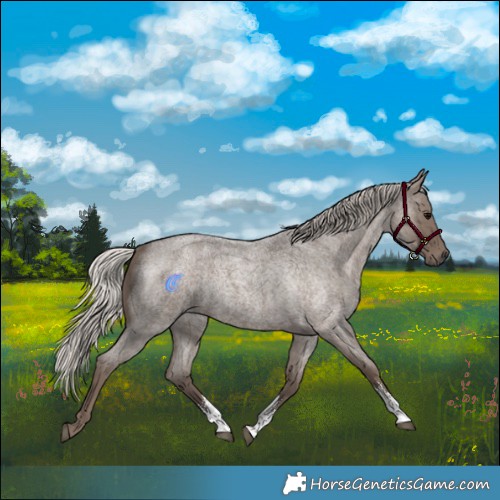 Horse Color:Silver Blue Roan Sabino 