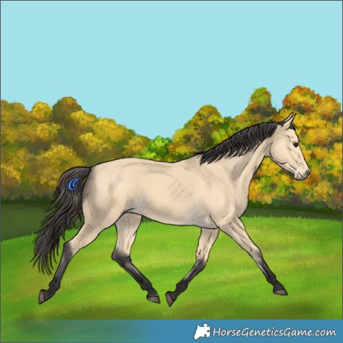 Horse Color:Buckskin 