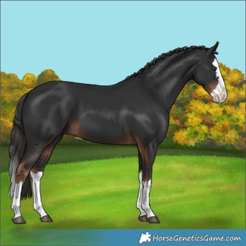 Horse Color:Liver Chestnut Splash 