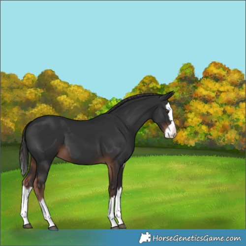 Horse Color:Liver Chestnut Splash 